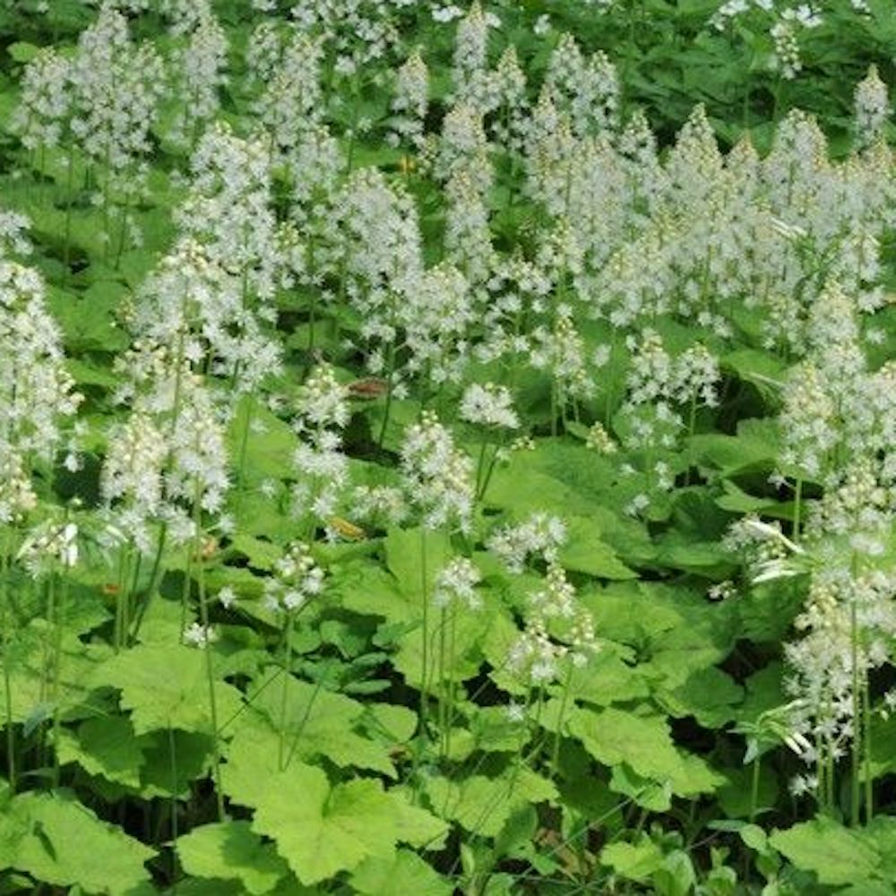 Tiarella Cordifolia Brandywine